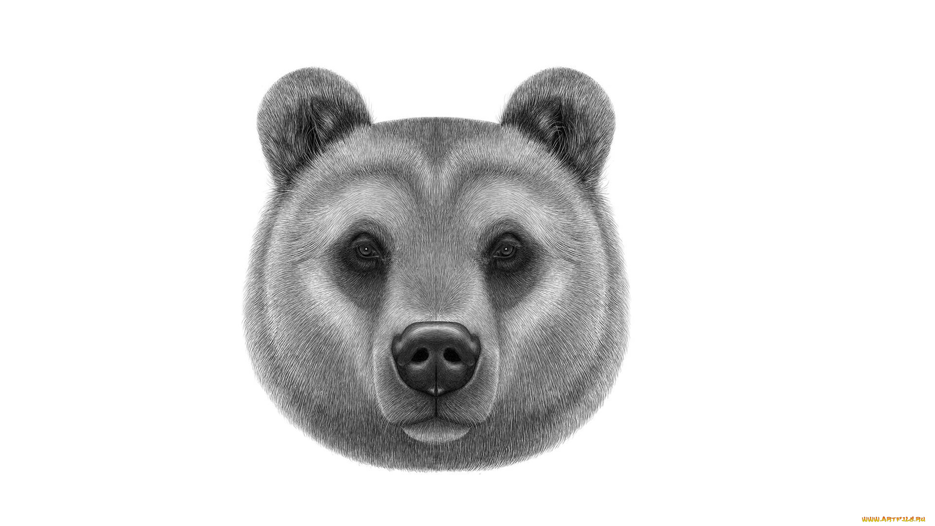 рисованное, минимализм, медведь