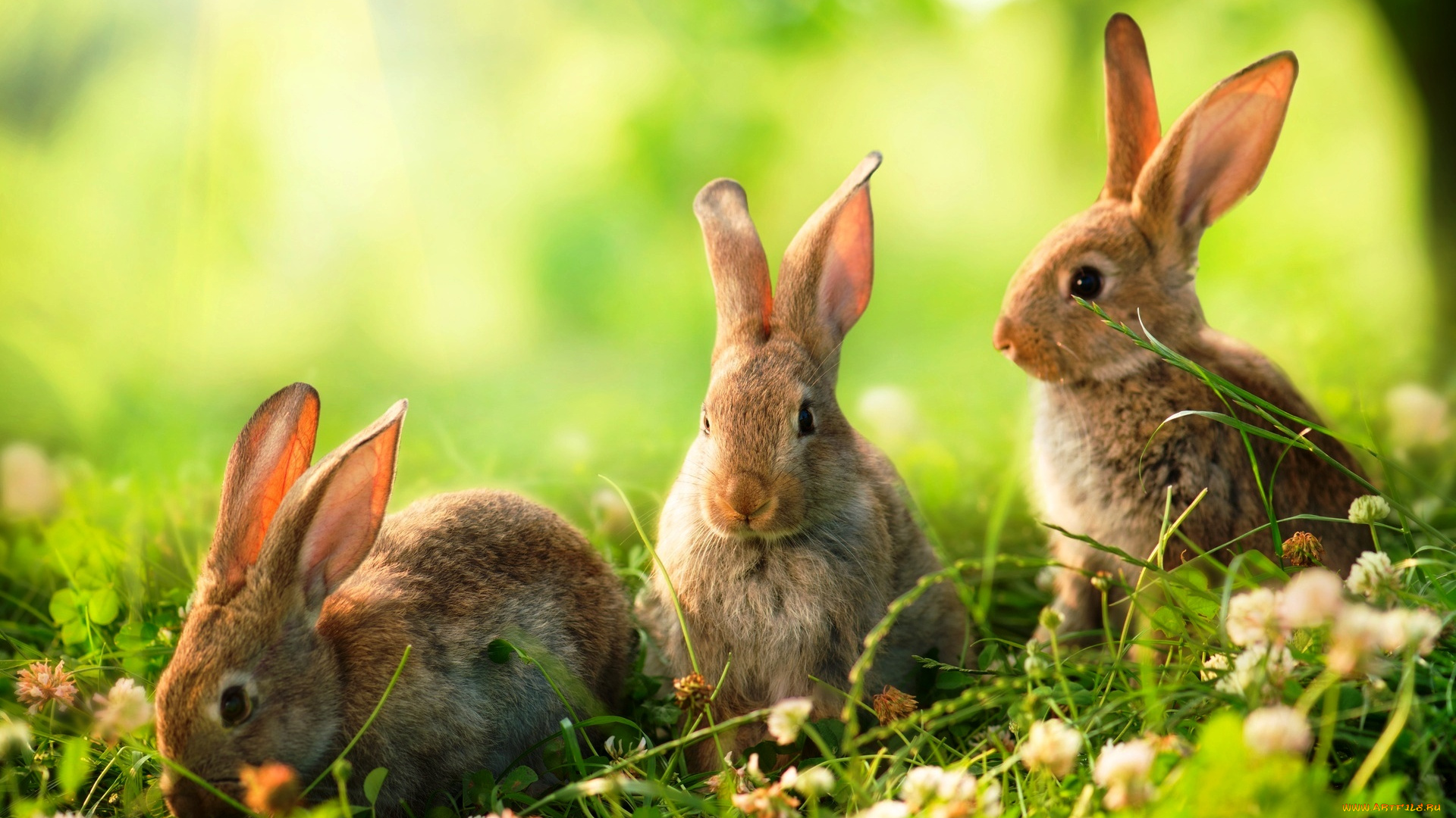 животные, кролики, , зайцы, луг, клевер, трава
