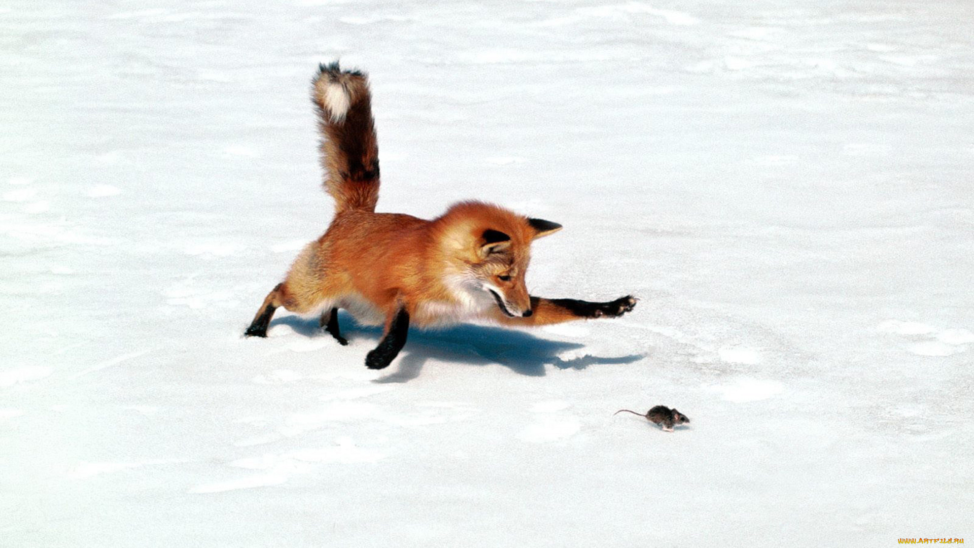 животные, лисы, жертва, добыча, погоня, мышь, лиса, хищник, снег, зима, охота