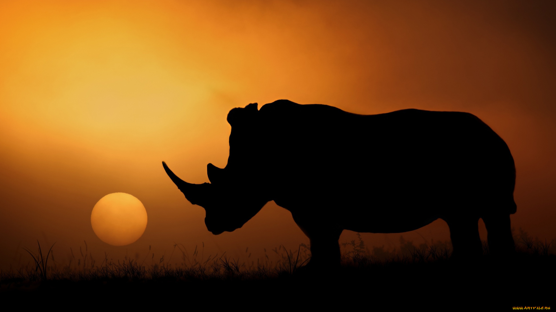животные, носороги, носорог, вечер, солнце, африка, силуэт
