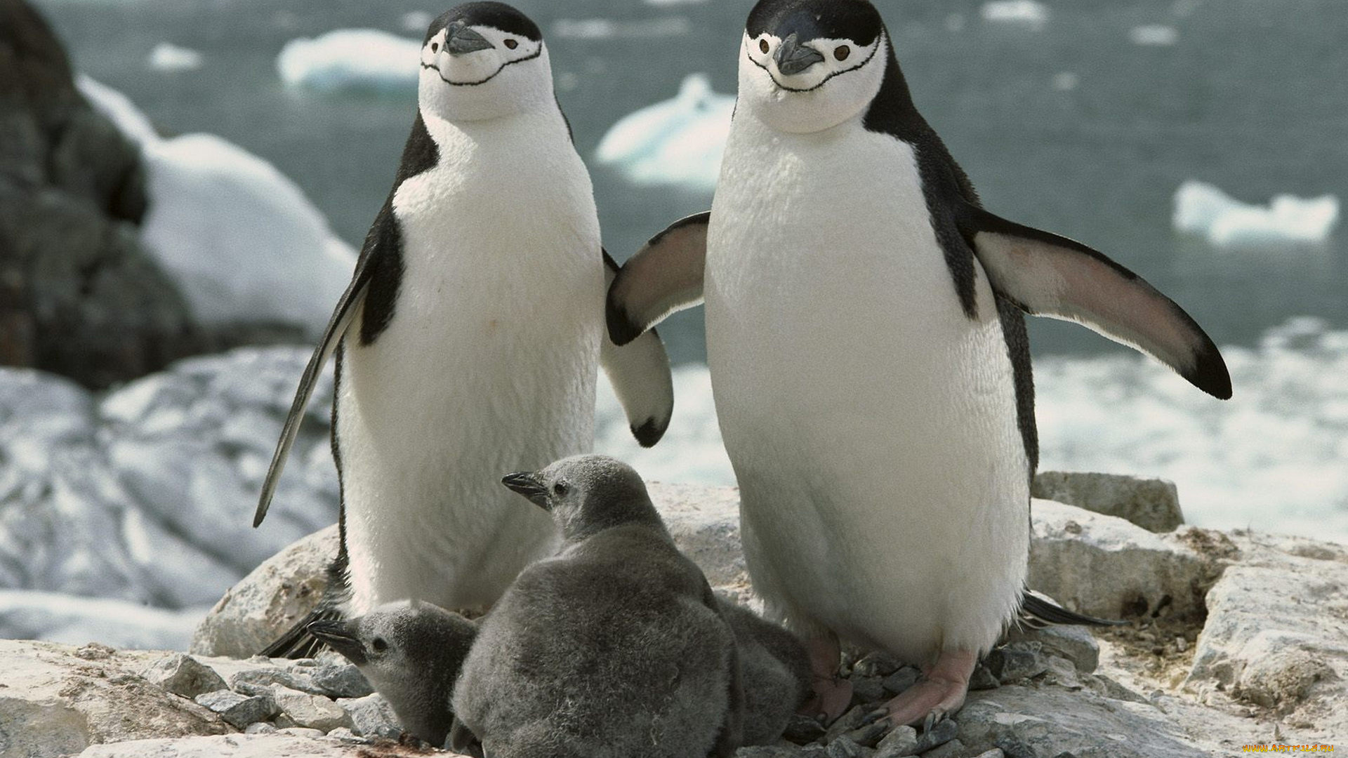 животные, пингвины, лед, море, камни, скалы, пингвинята, птенцы, пара