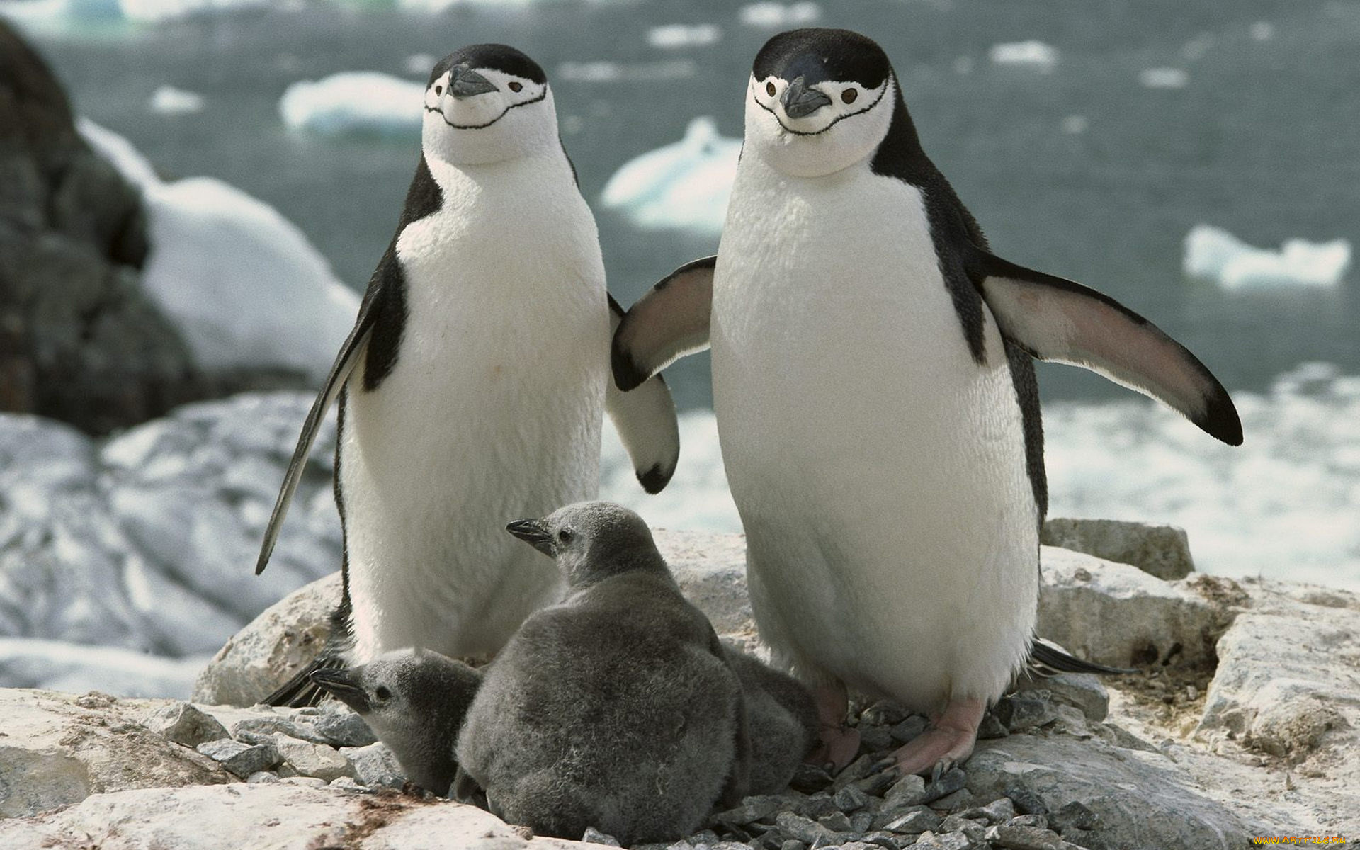животные, пингвины, лед, море, камни, скалы, пингвинята, птенцы, пара