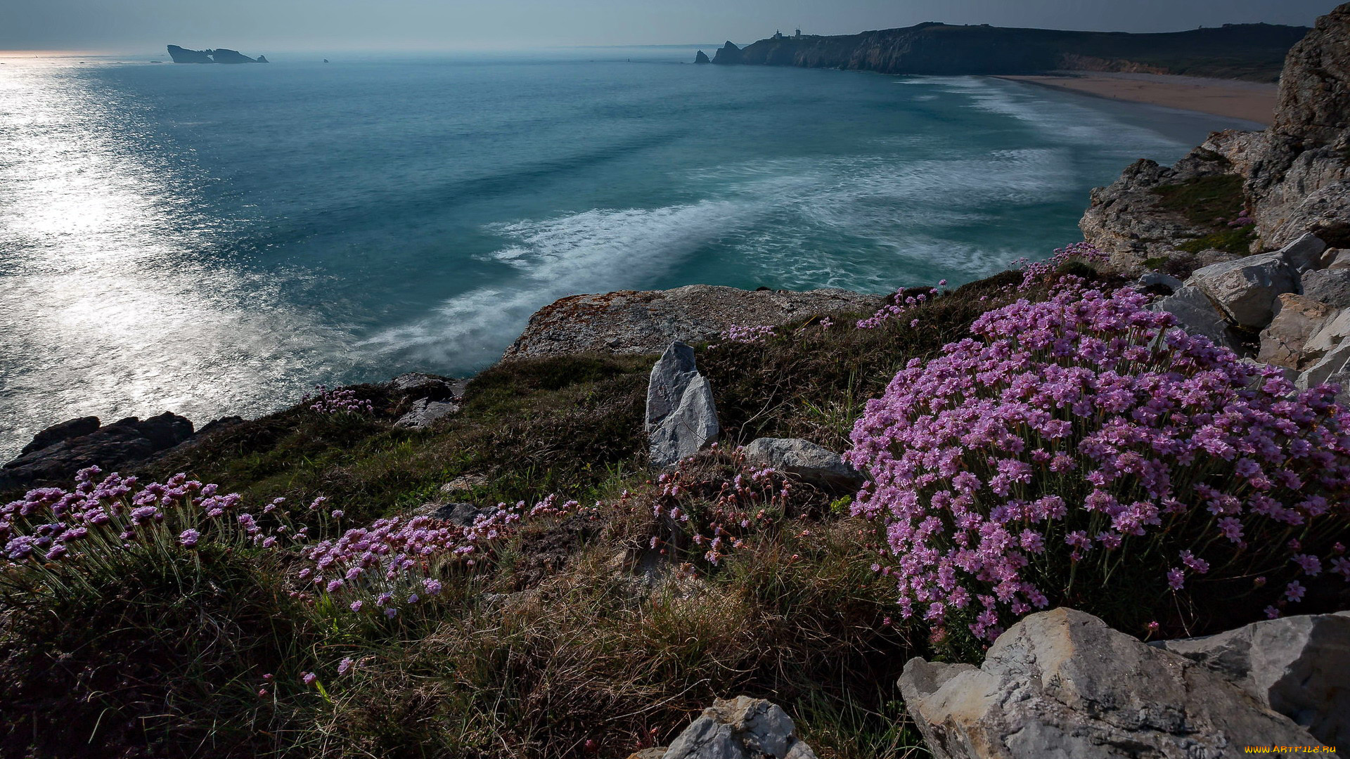 природа, побережье, вечер, скалы, цветы