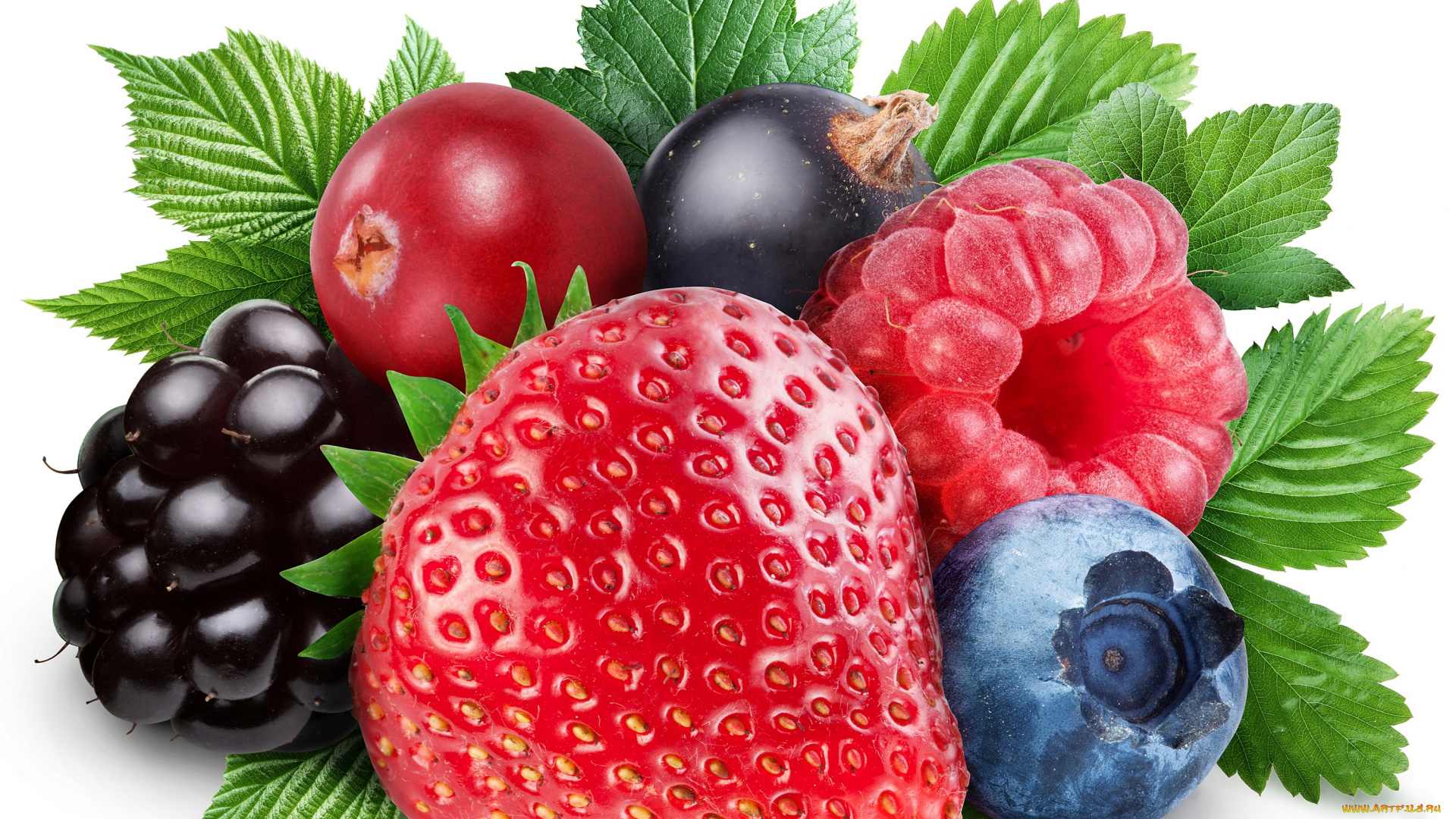еда, фрукты, , ягоды, ежевика, клубника, смородина, ягоды, голубика, малина