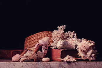 Картинка разное ракушки +кораллы +декоративные+и+spa-камни кораллы шляпа книги