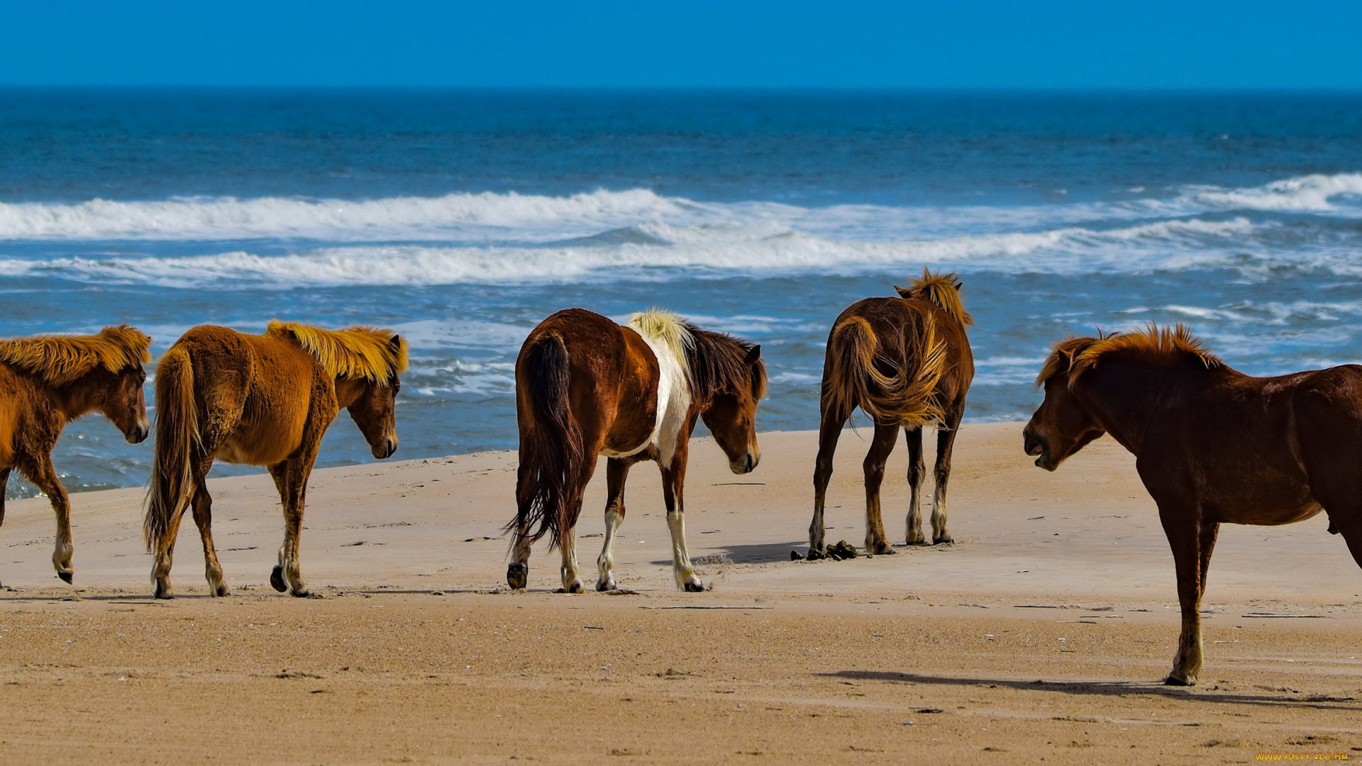 животные, лошади, табун, море, песок