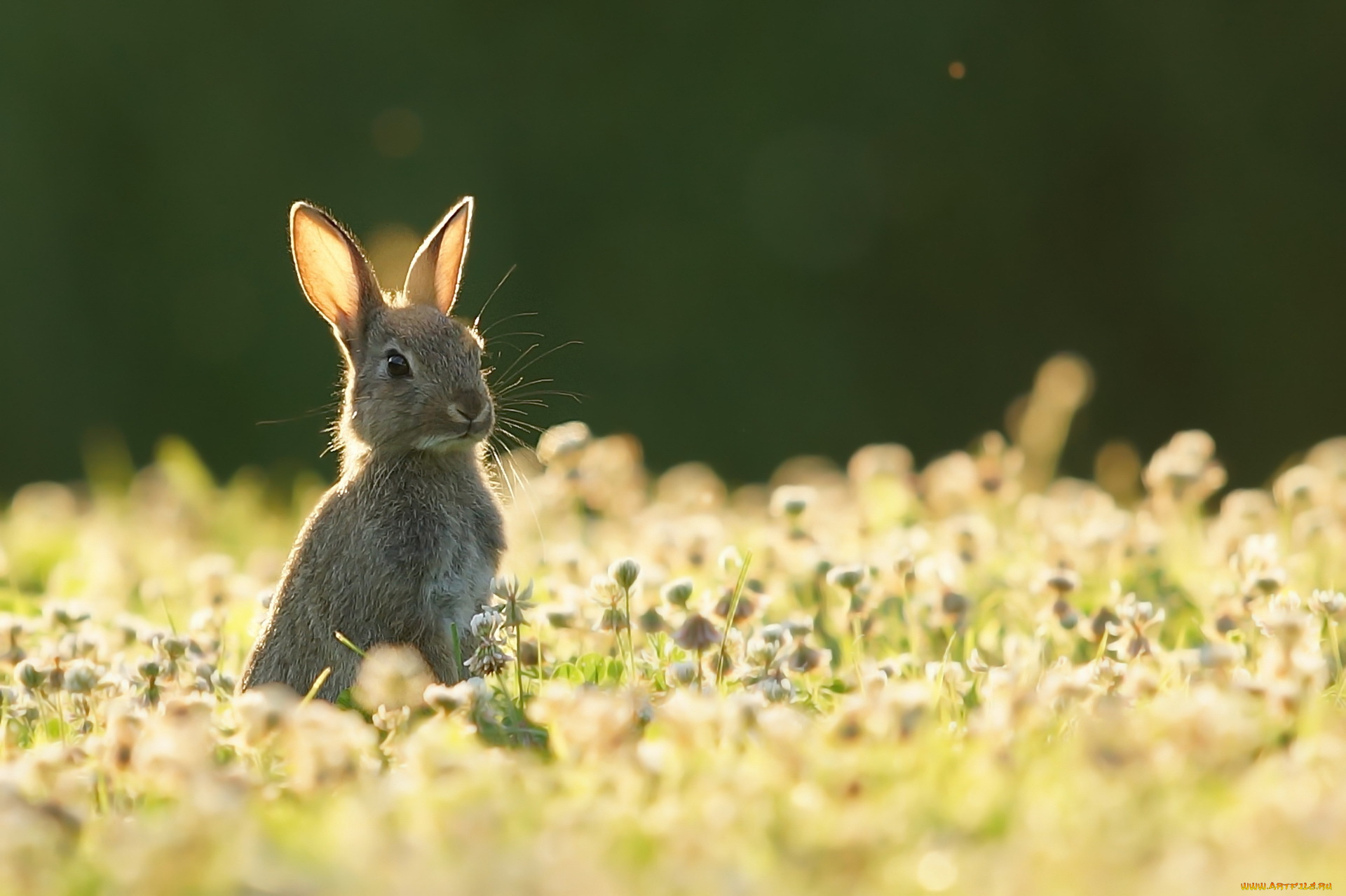 животные, кролики, , зайцы, лето, природа, заяц
