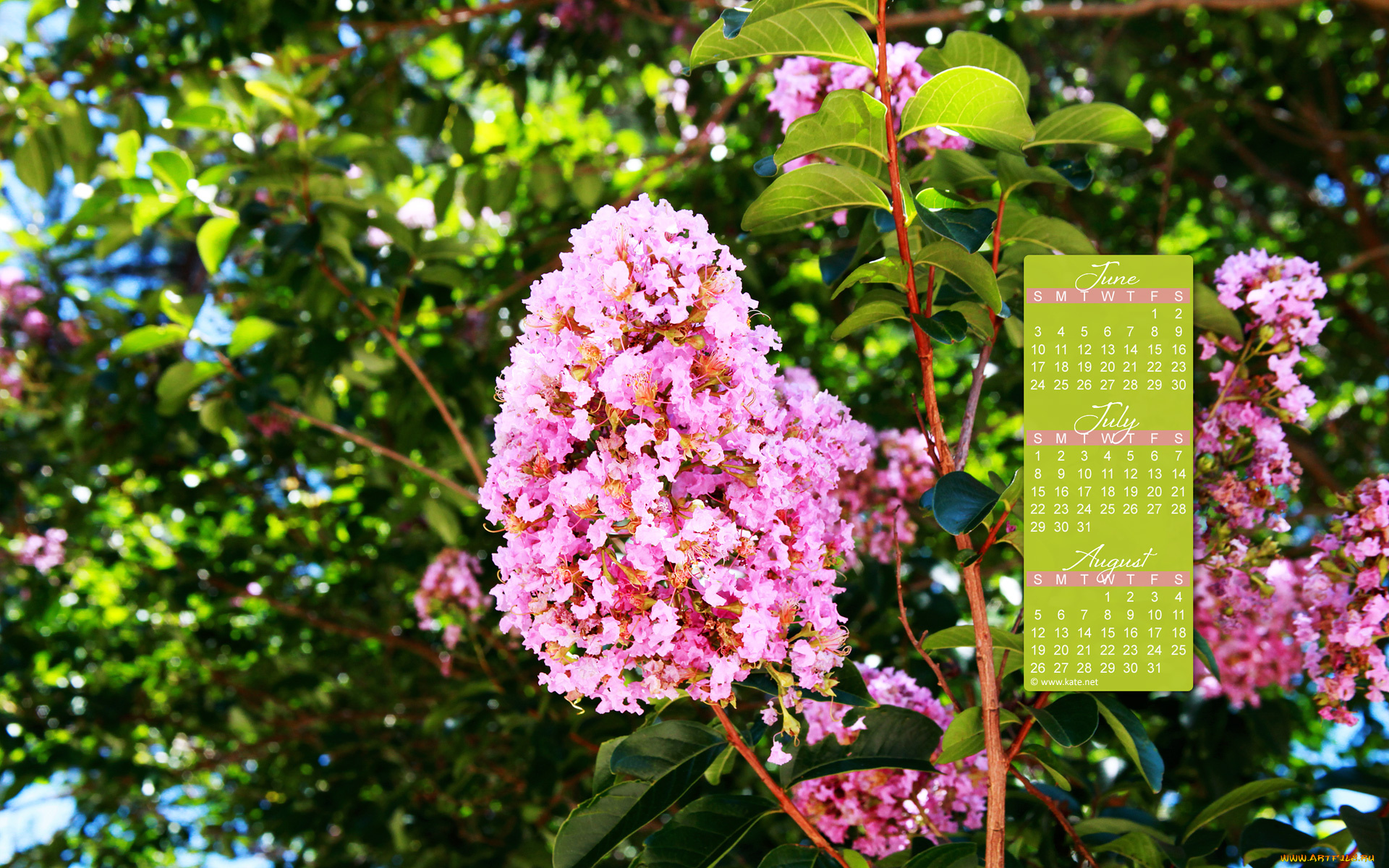 календари, цветы, цветение, куст