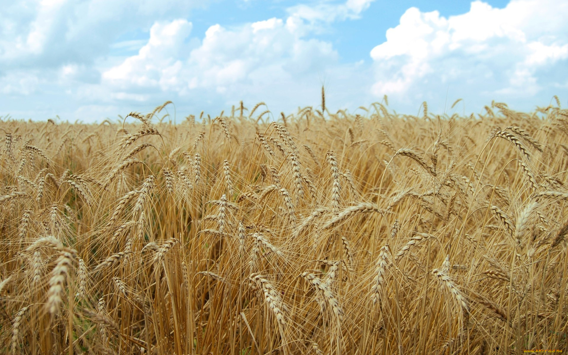 природа, поля, небо, колосья, пшеница