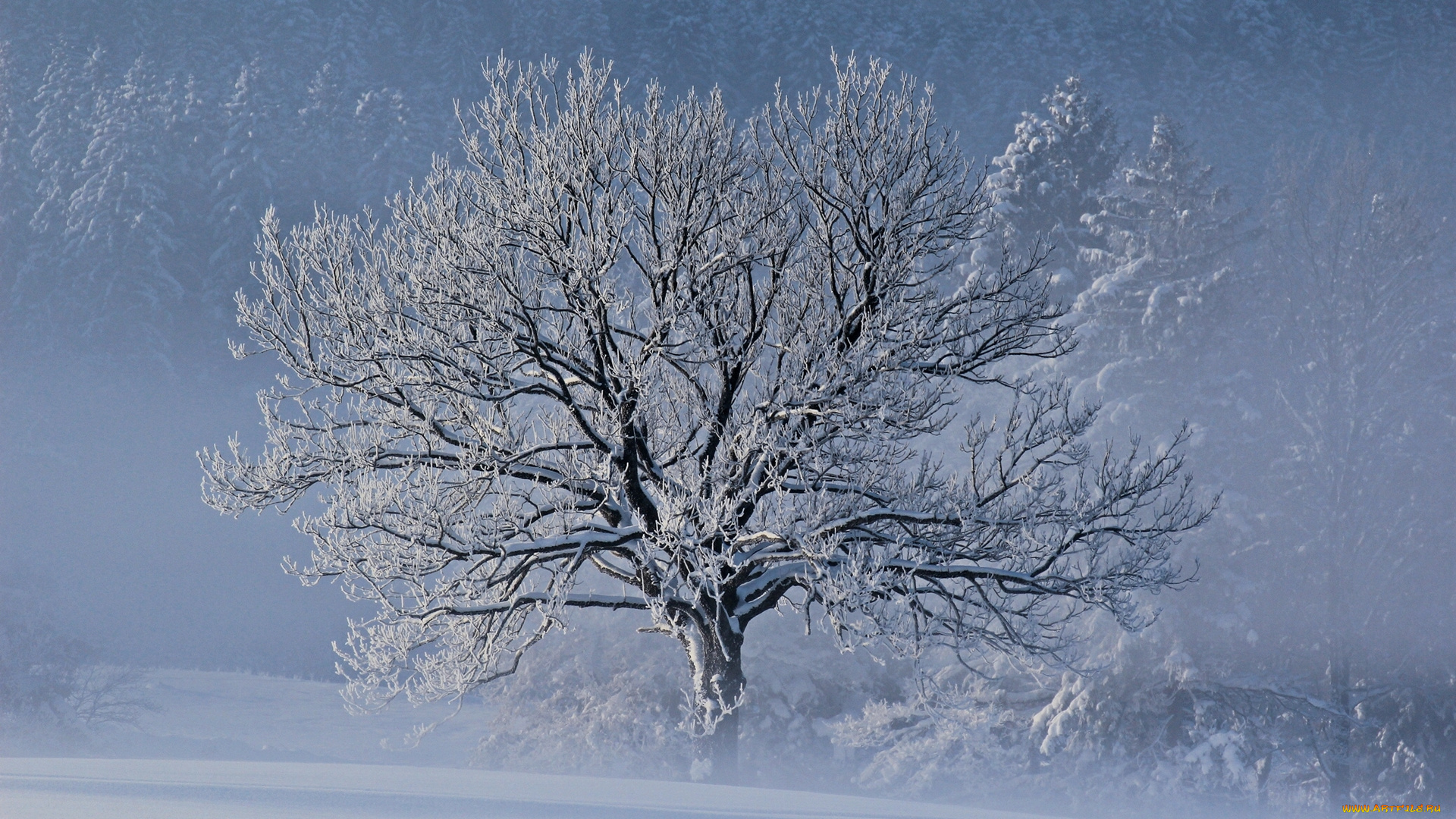 природа, деревья, мороз, снег, зима