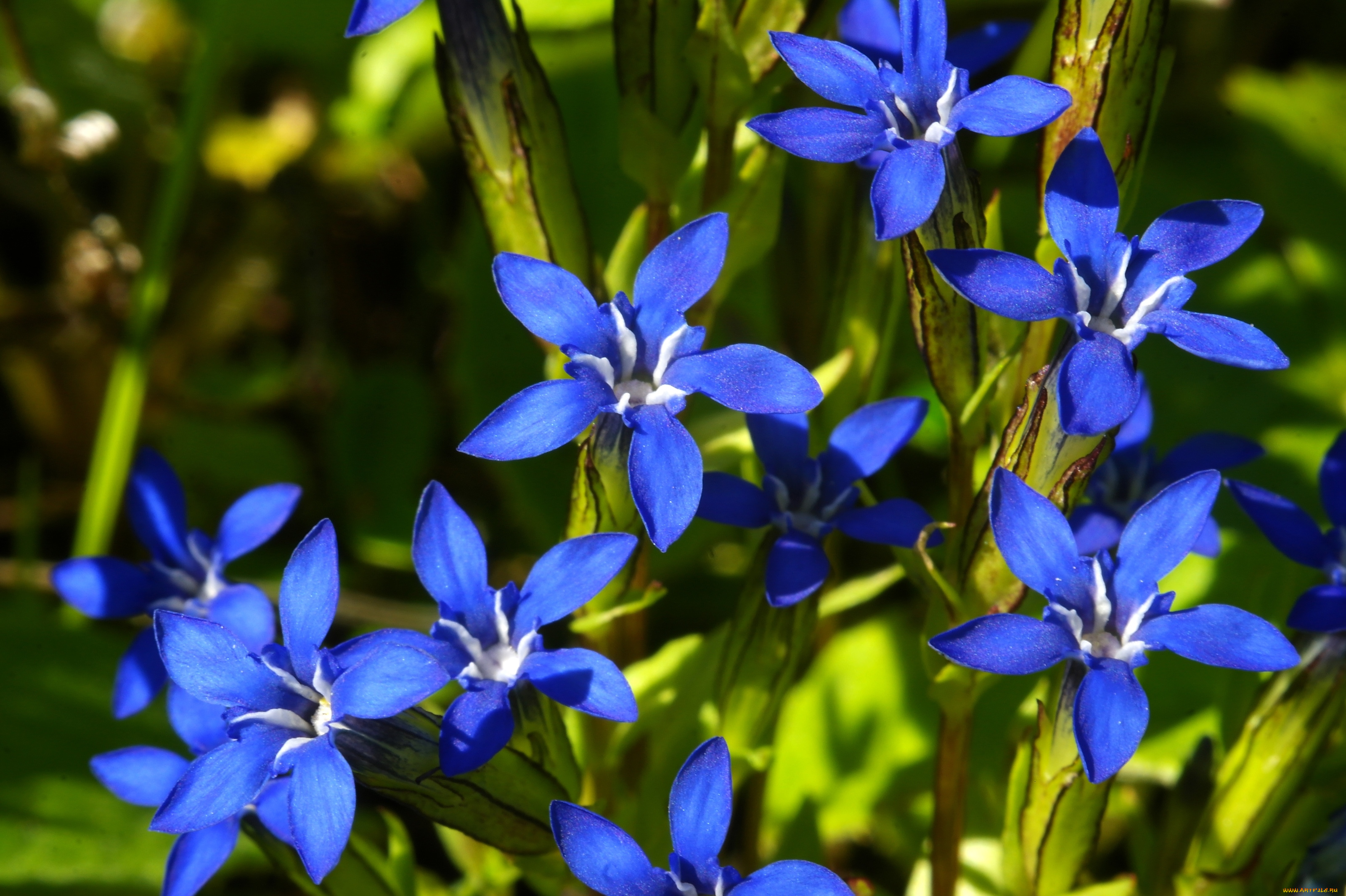 цветы, горечавки, синий