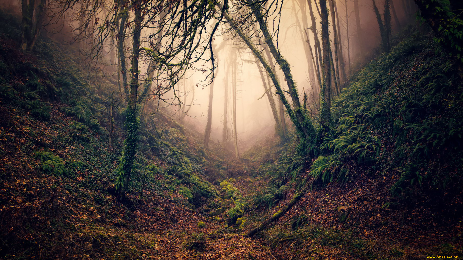 природа, лес, туман, ветки, деревья, овраг