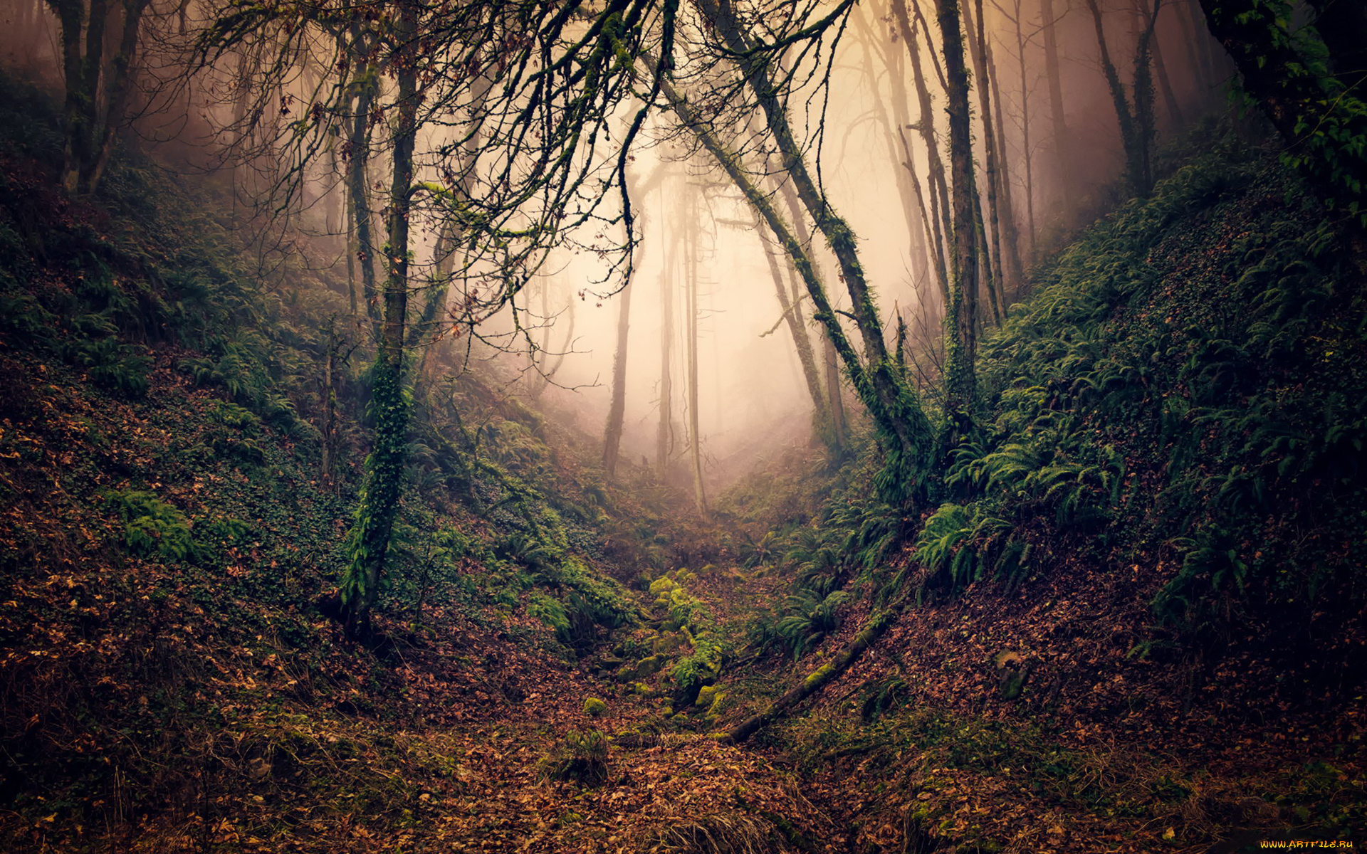 природа, лес, туман, ветки, деревья, овраг