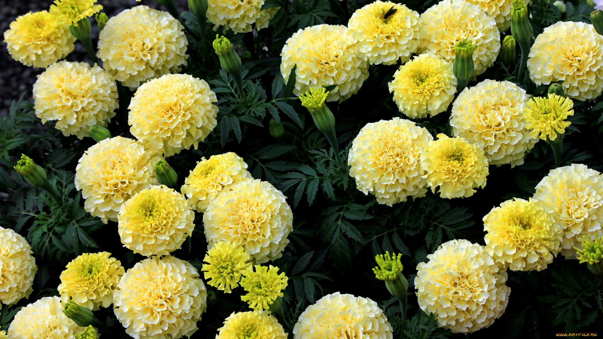 цветы, бархатцы, желтые, кустики, цветение, yellow, orange, flowering, bushes, marigold