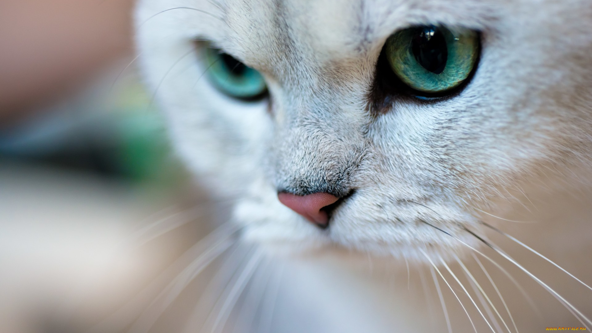 животные, коты, кот, животное, зеленые, глаза, усы, макро