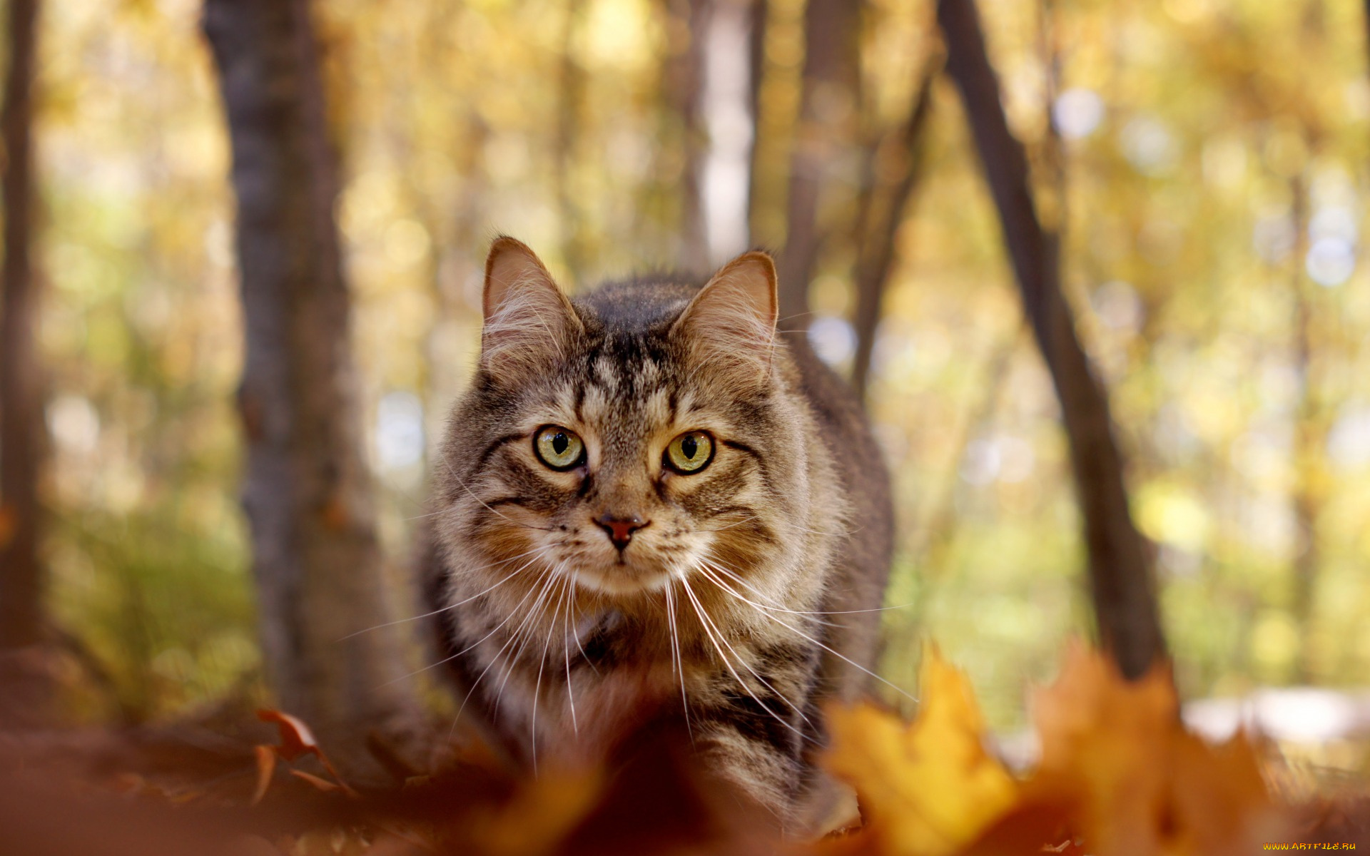 животные, коты, деревья, листва, взгляд