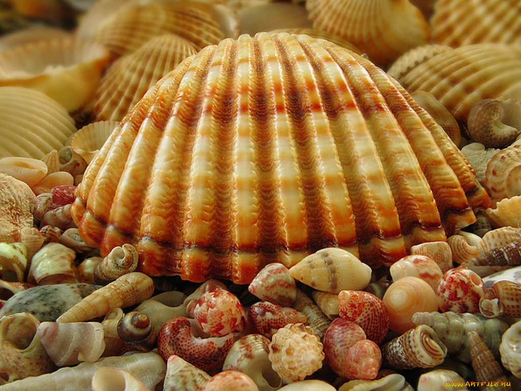 essenni, крупная, разное, ракушки, кораллы, декоративные, spa, камни