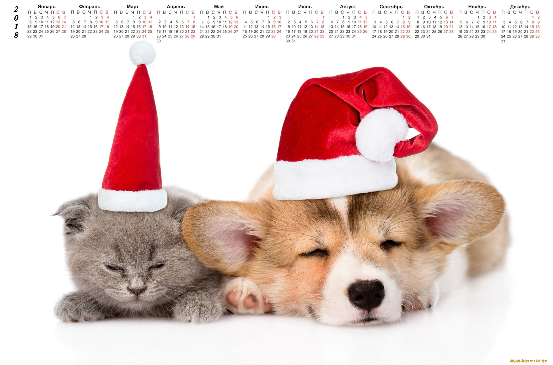 календари, животные, собака, кошка, шапка, белый, фон