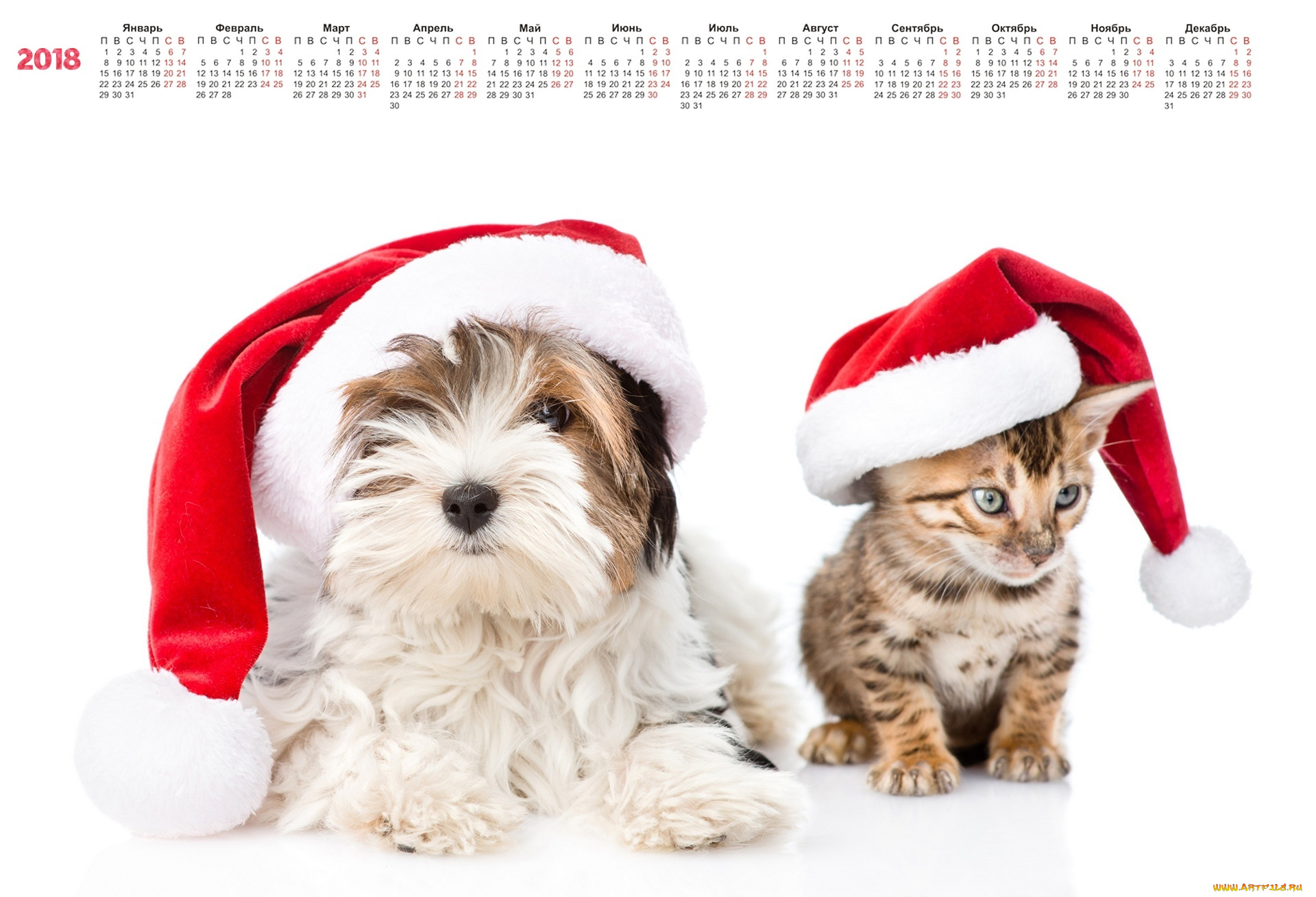 календари, животные, шапка, белый, фон, собака, кошка