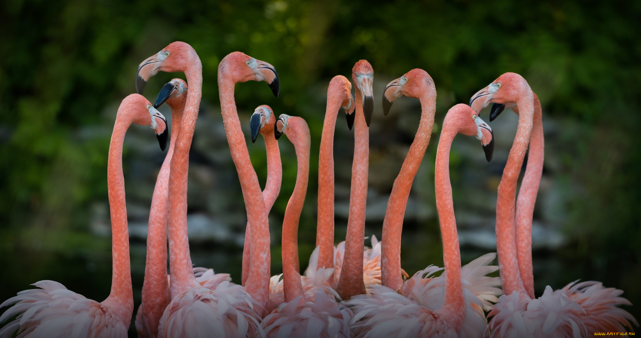 животные, фламинго, розовый, птица, перья, природа