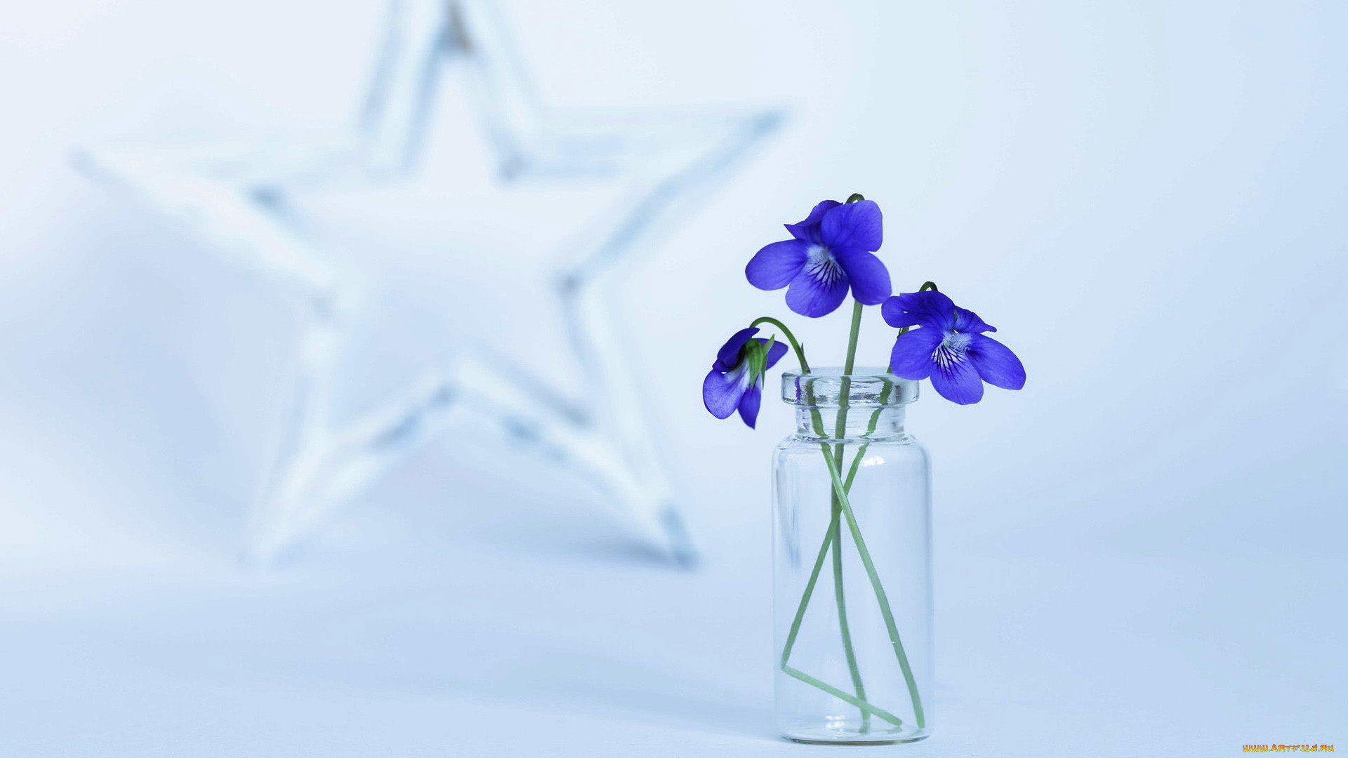 цветы, фиалки, букетик, синие