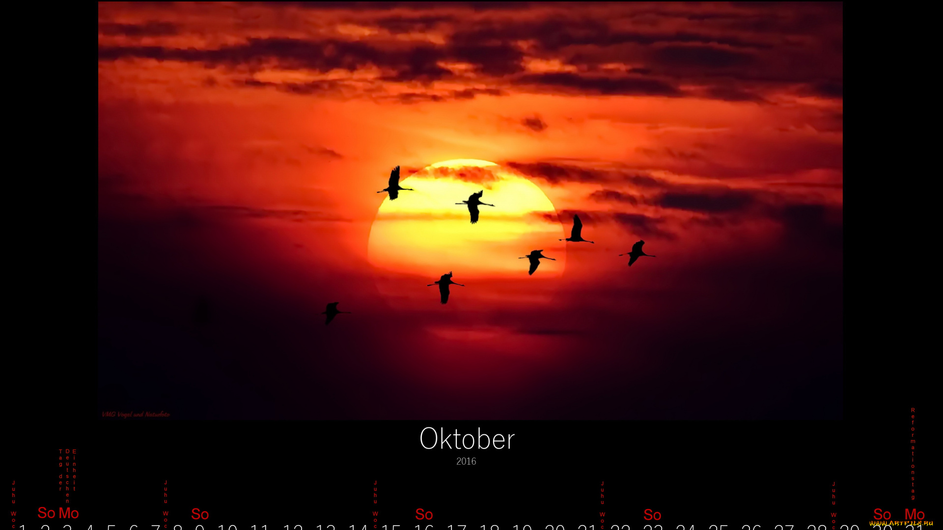 календари, животные, 2016, птицы, закат, октябрь