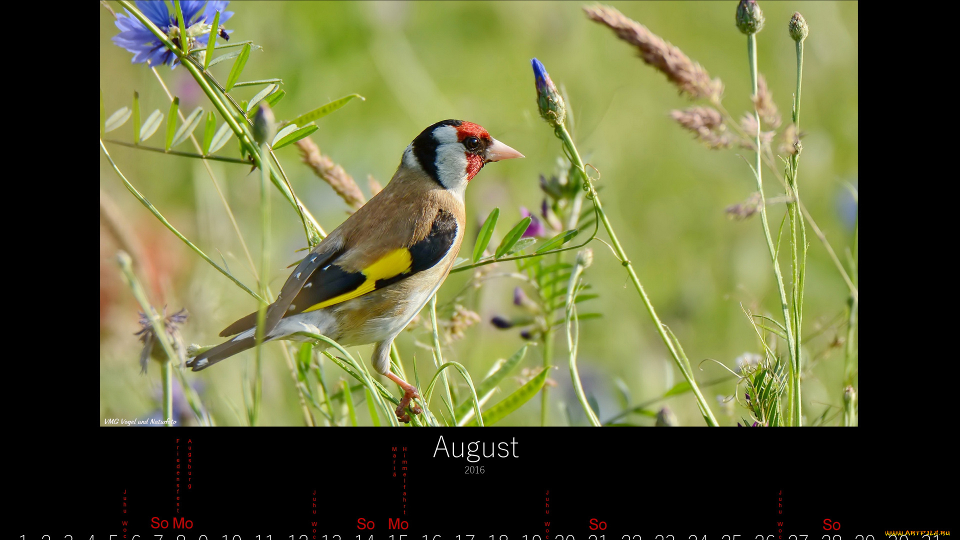 календари, животные, цветы, луг, птица, август, 2016