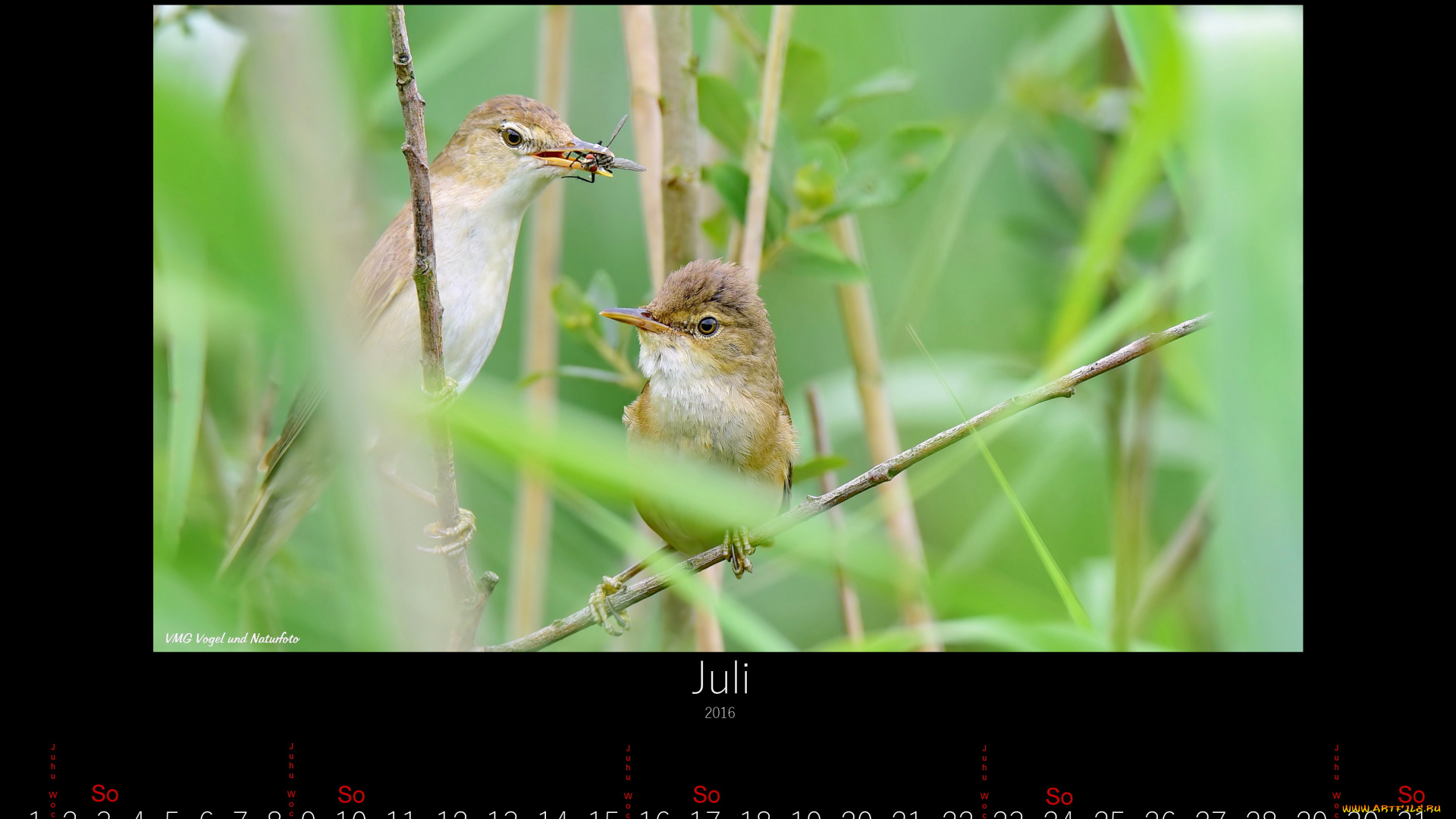 календари, животные, птицы, июль, 2016