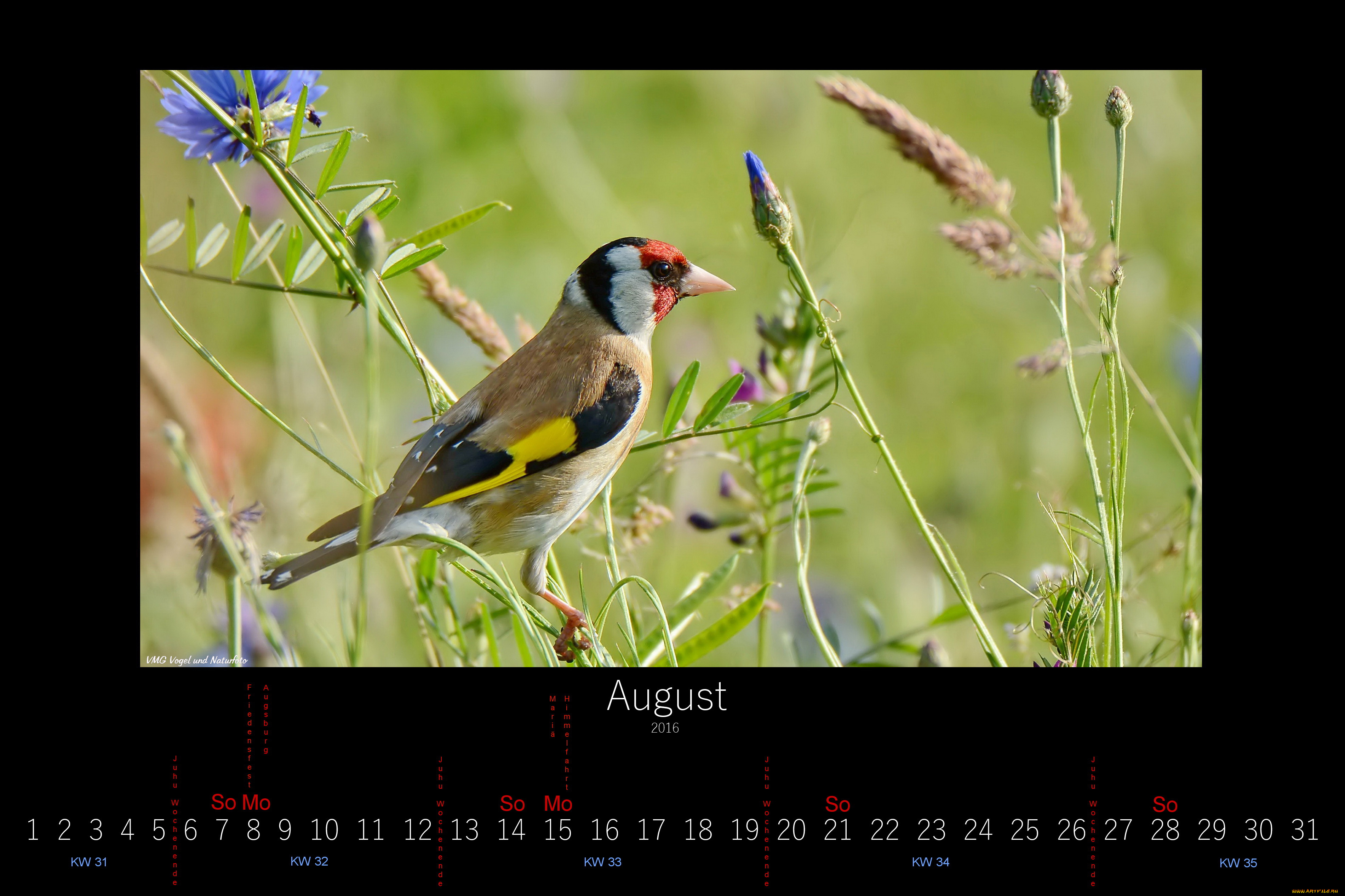 календари, животные, цветы, луг, птица, август, 2016