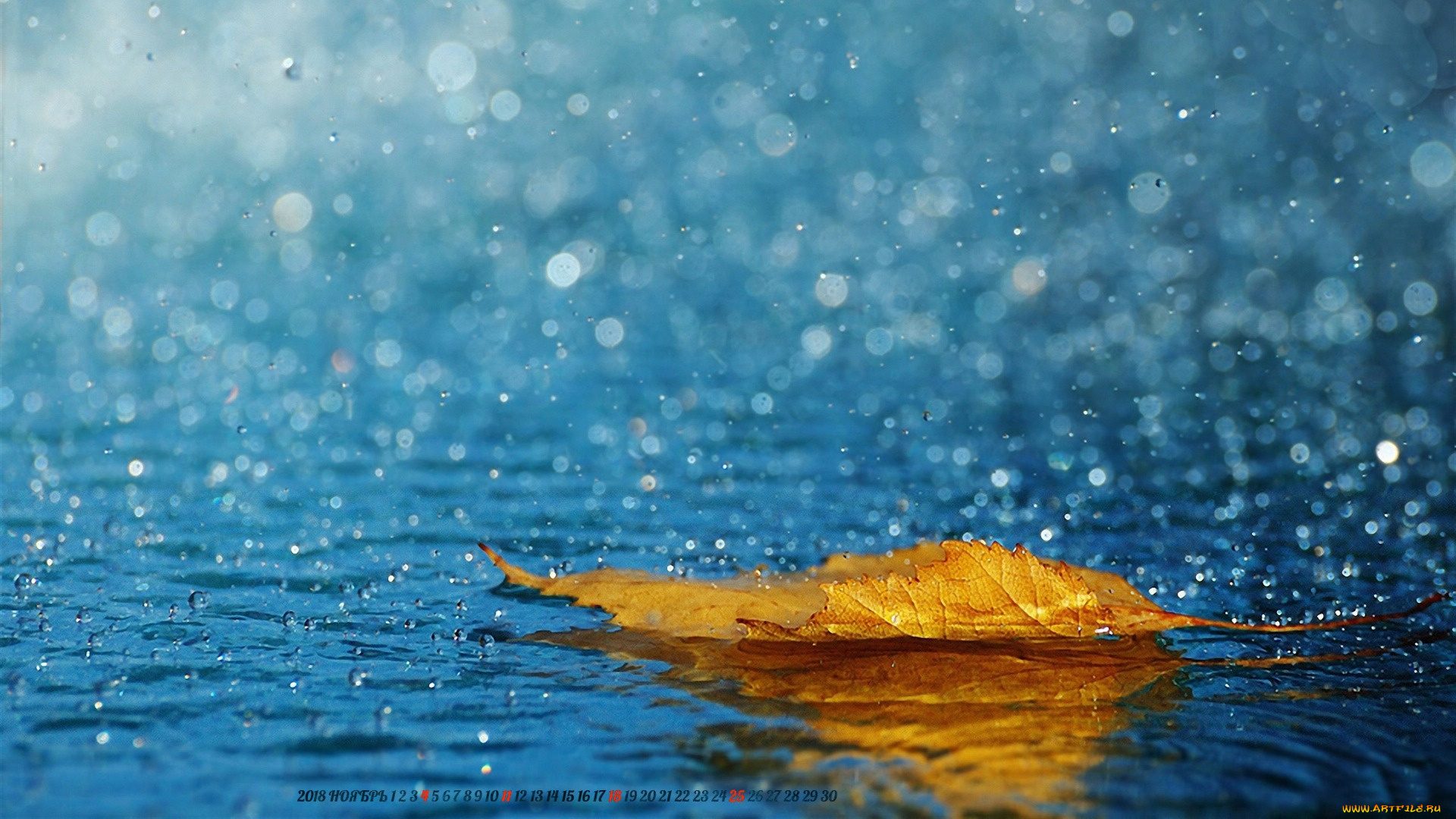 календари, природа, дождь, лист, капля, вода