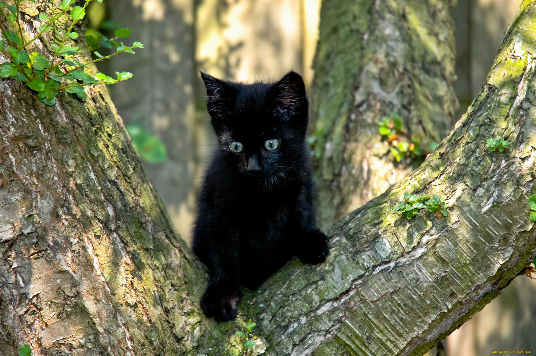 животные, коты, дерево, черный, кот