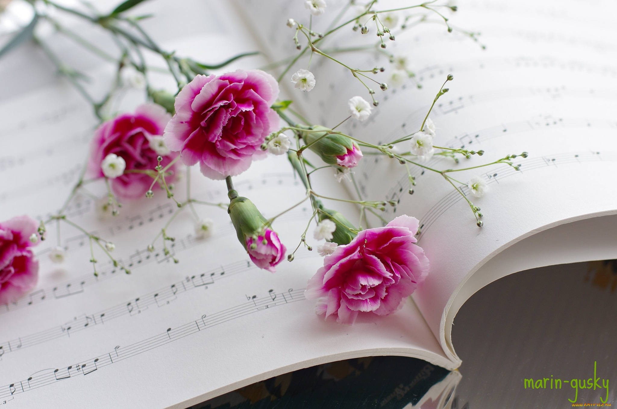 цветы, гвоздики, розовый, нотная, тетрадь