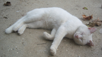 Картинка животные коты листики кот белый