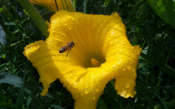 Картинка цветы жёлтый роса пчела солнце