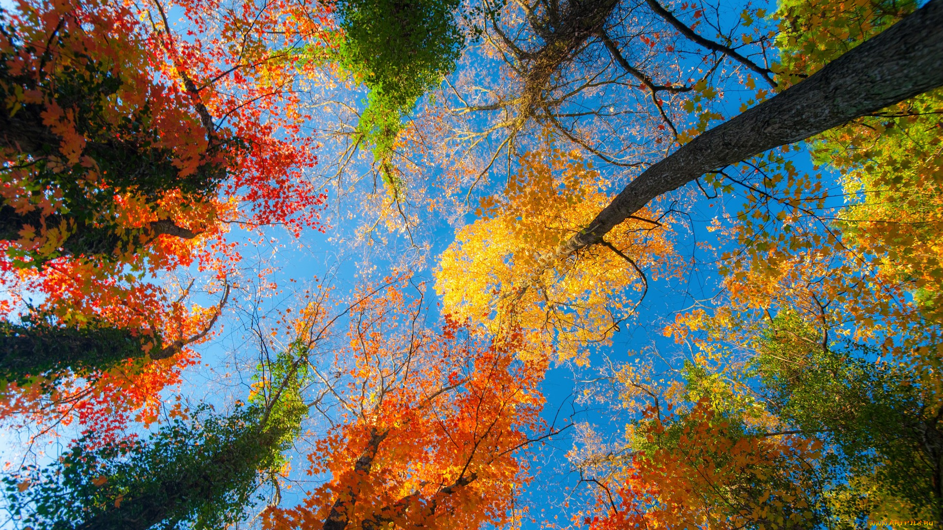 природа, деревья, листья, небо, лес, осень