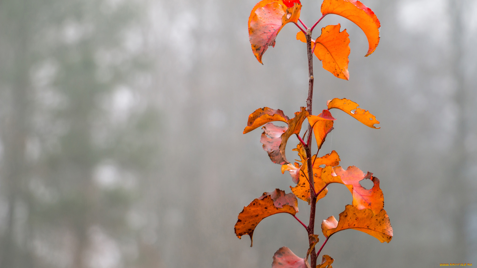 природа, листья, осень, туман, ветка, растение
