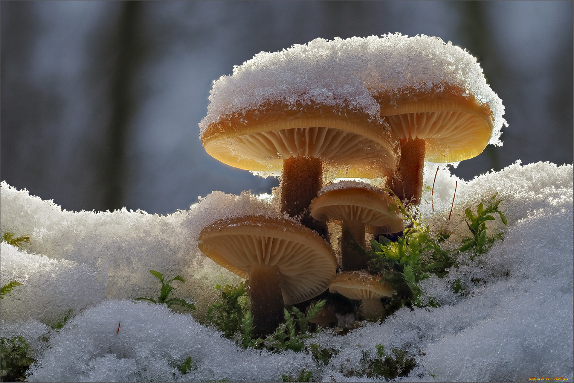 природа, грибы, снег, семейка
