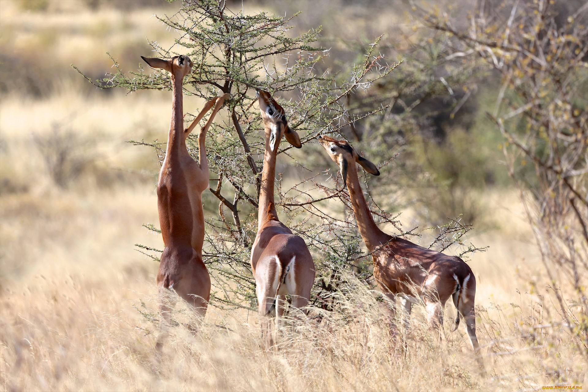 gerenuk, животные, антилопы, гаренук, антилопа, китопарнокопытные, полорогие, млекопитающие, гаренуки