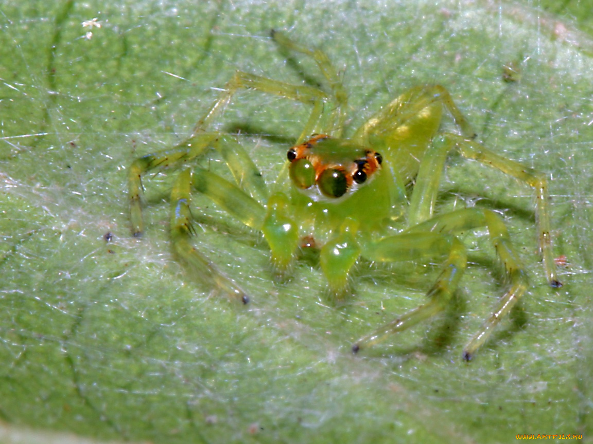 greenvietnamesejumpingspider, животные, пауки