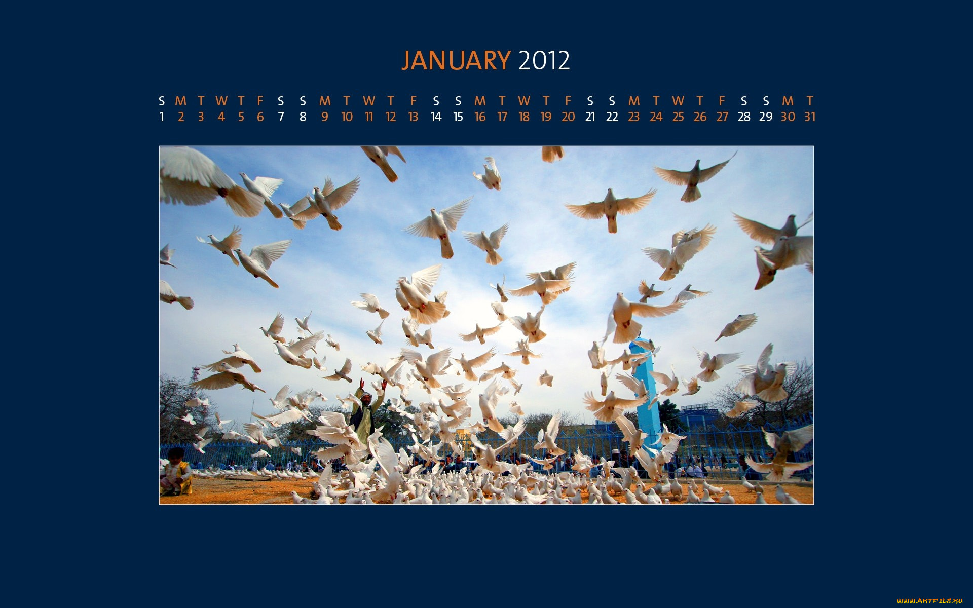 календари, животные, голуби