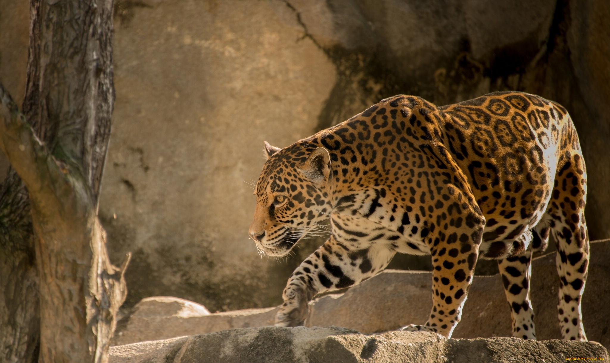 leopard, животные, Ягуары, леопард, дерево, пещера, ягуар