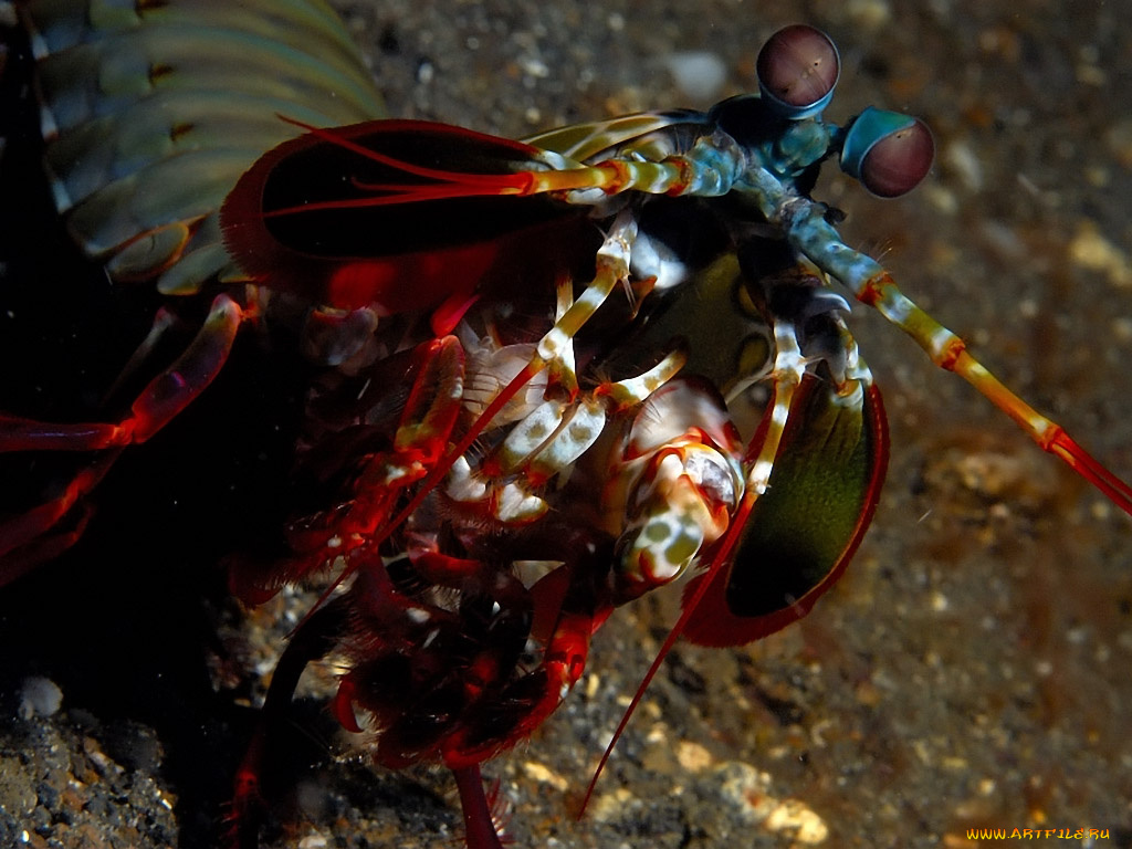 mantis, shrimp, животные, морская, фауна