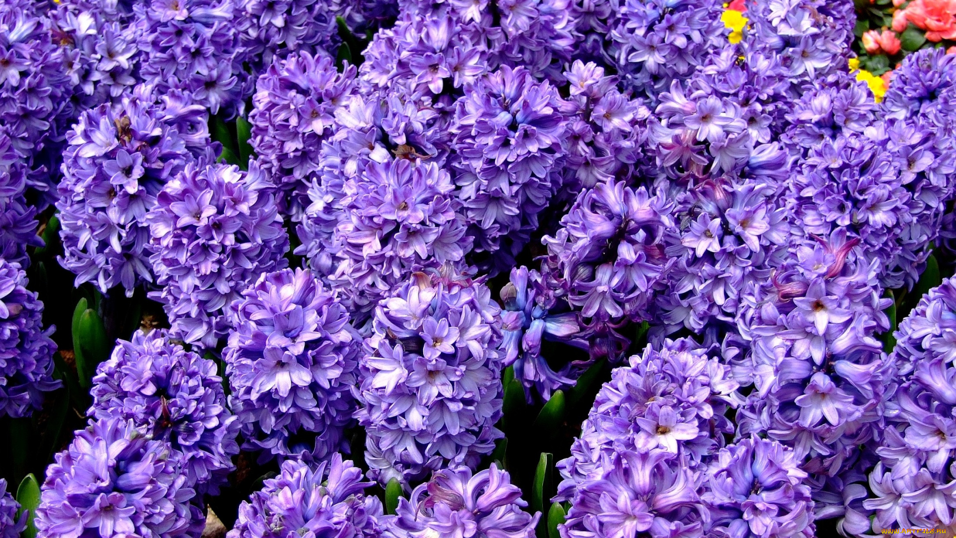 цветы, гиацинты, фиолетовый, много