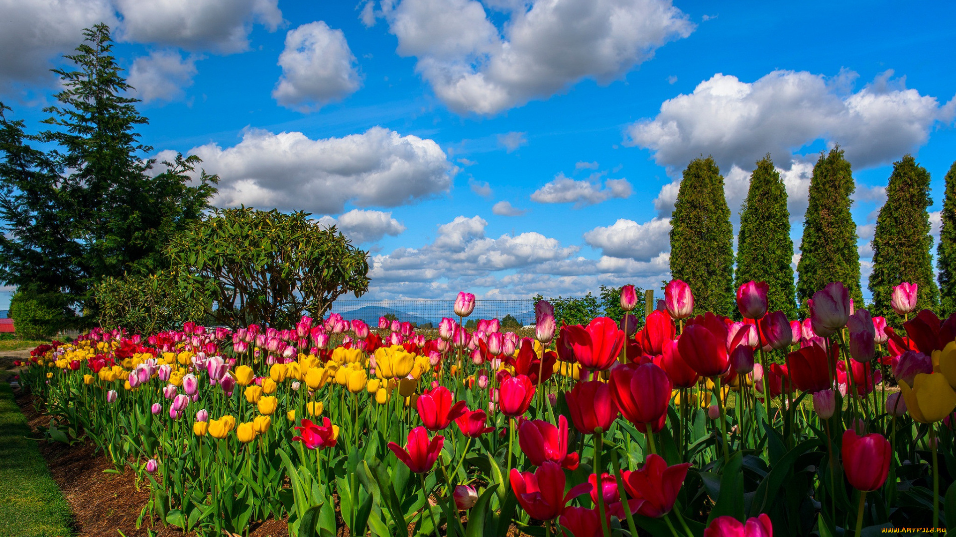 цветы, тюльпаны, облака, небо, деревья, плантация