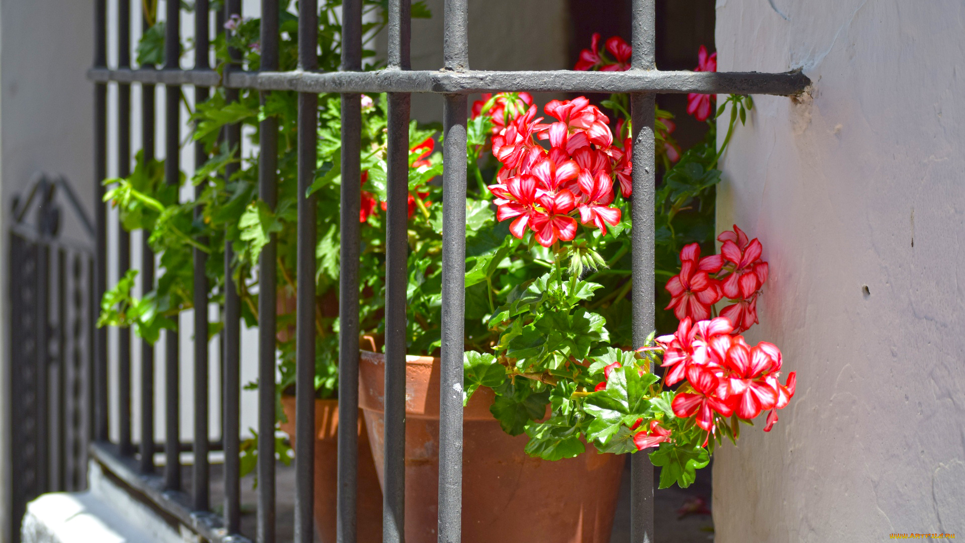 цветы, балкон, решетка