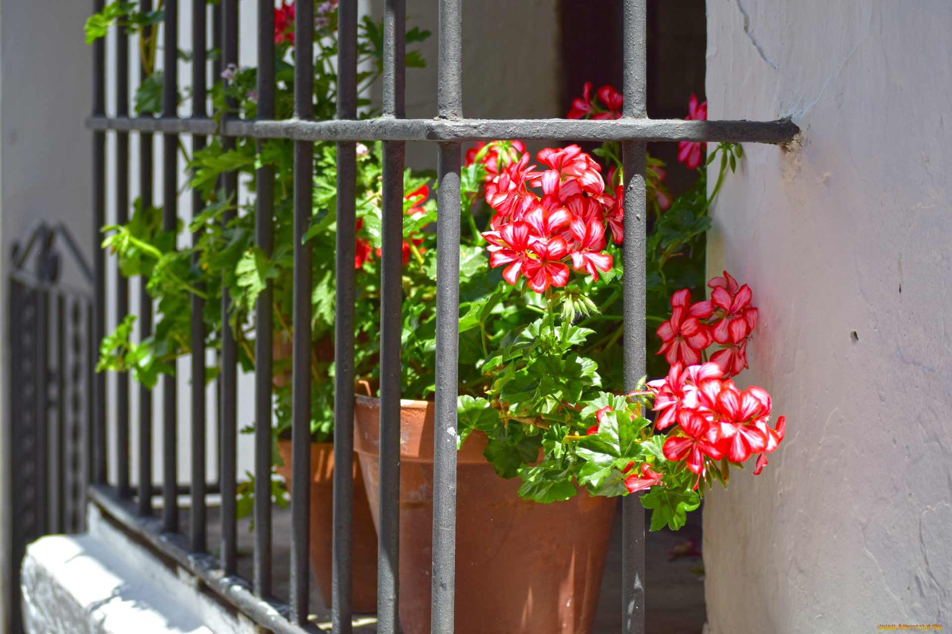 цветы, балкон, решетка