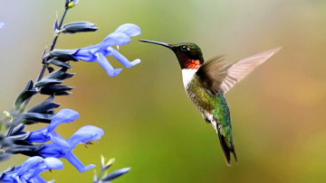 Картинка животные колибри крылья полет цветок