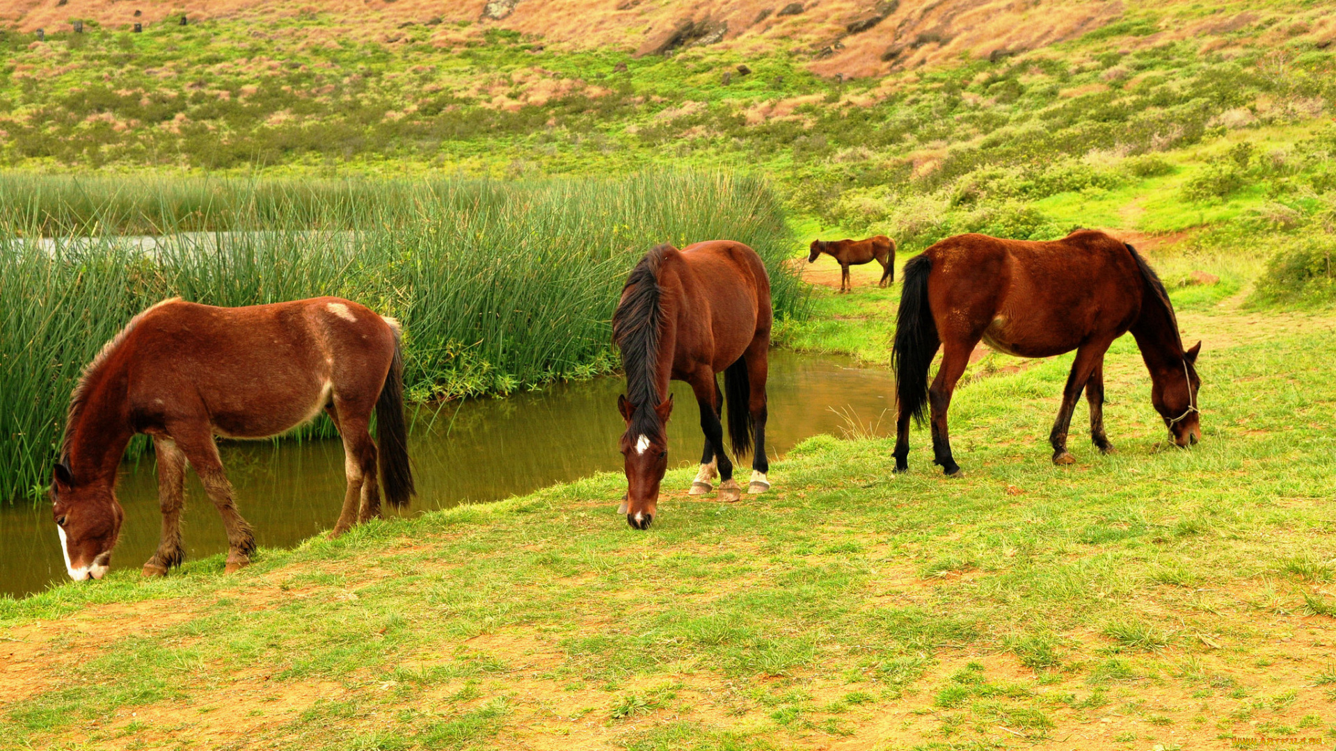 животные, лошади, трава, река, кони