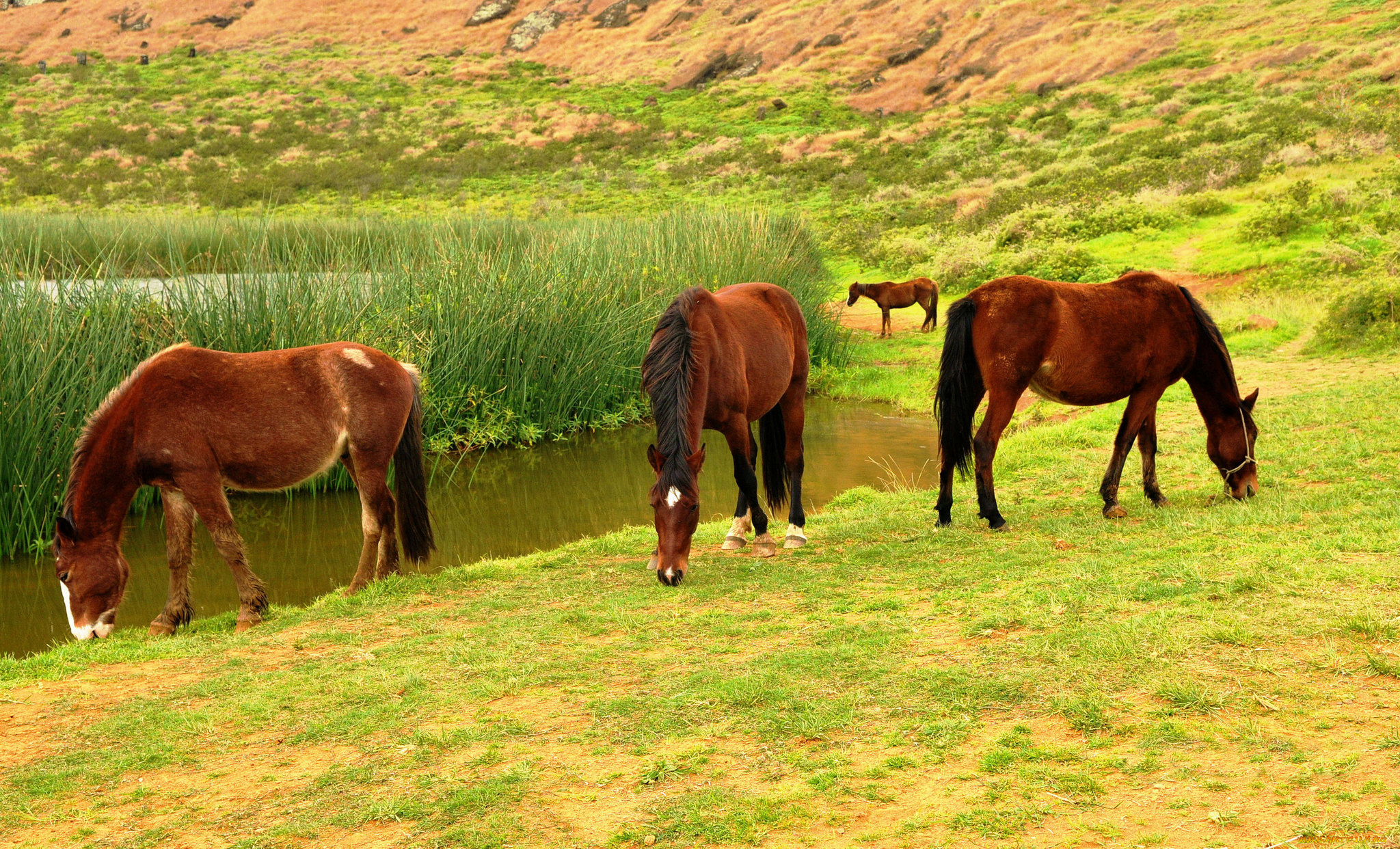 животные, лошади, трава, река, кони