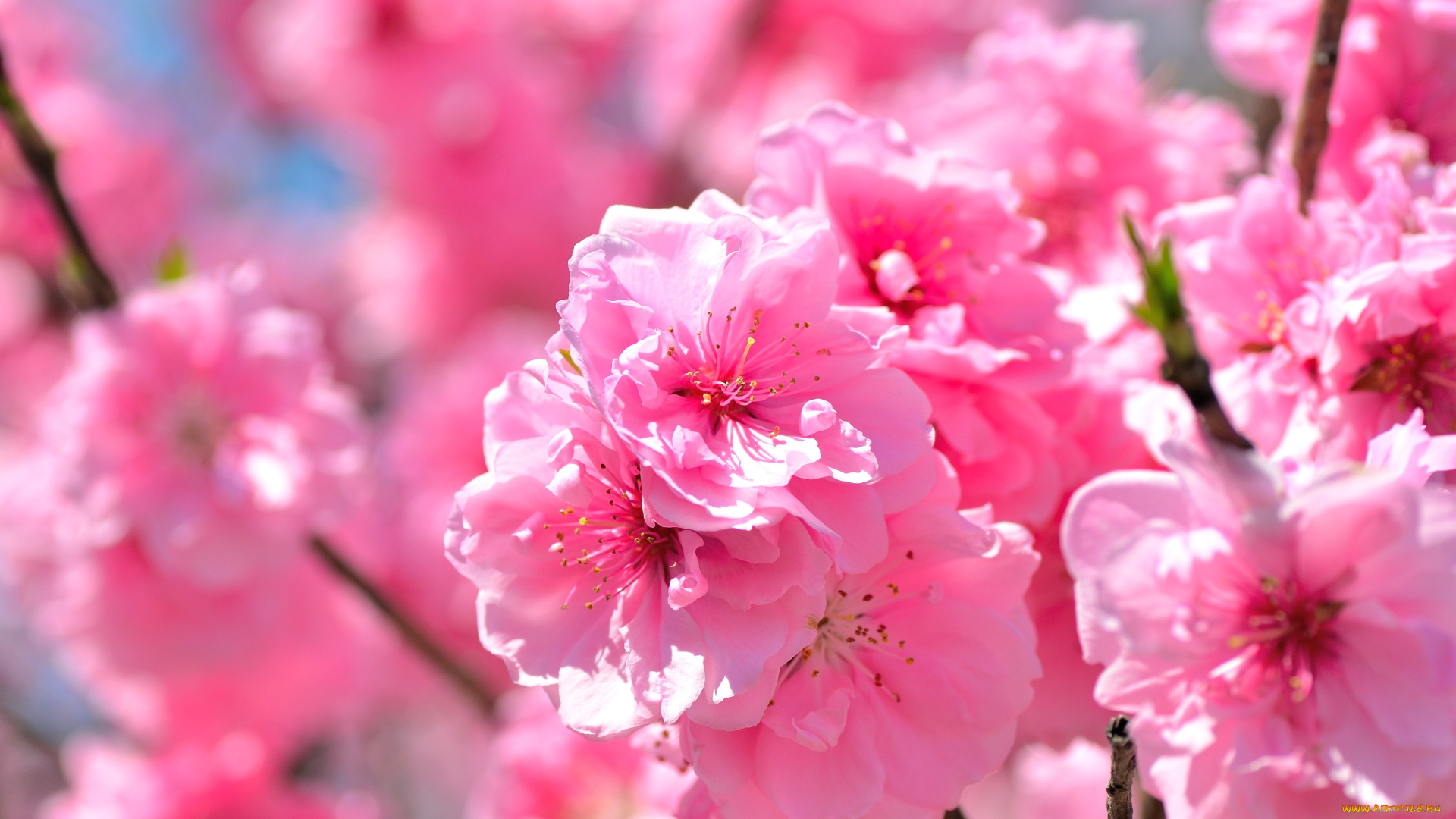 цветы, сакура, вишня, розовый, весна, ветки
